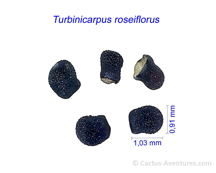 Turbinicarpus roseiflorus JL